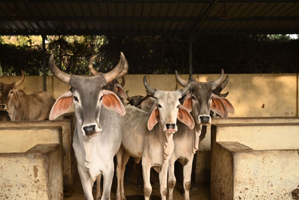 Holy Desi Cows at Kotyark Gaushala