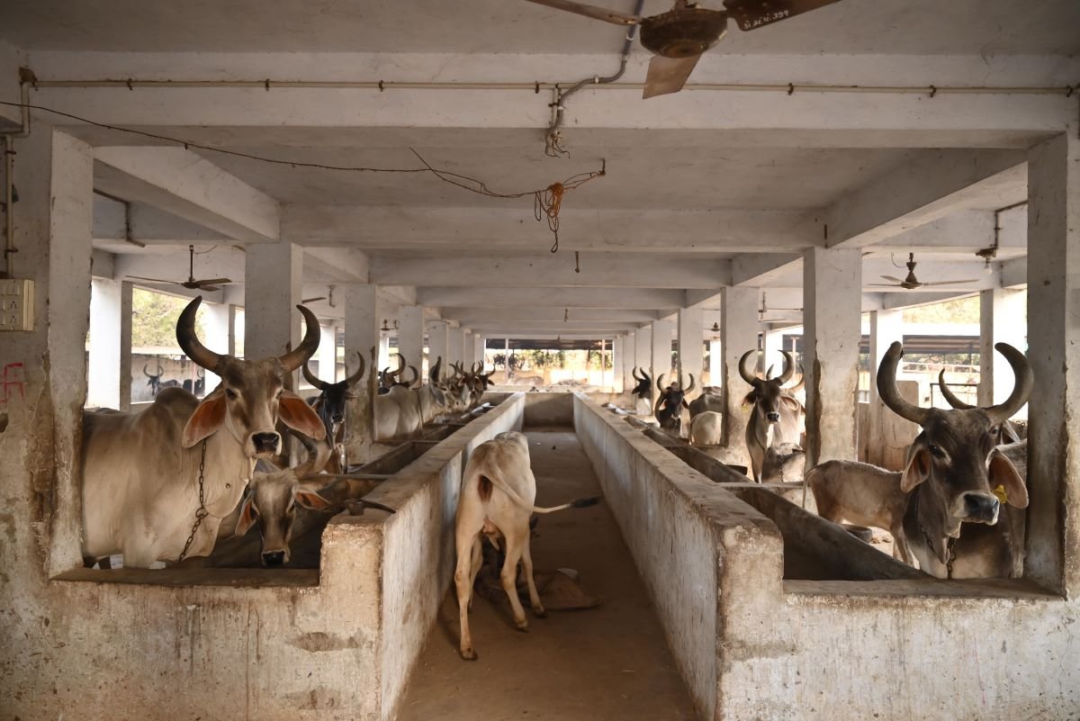 Gau Seva at Mahudi