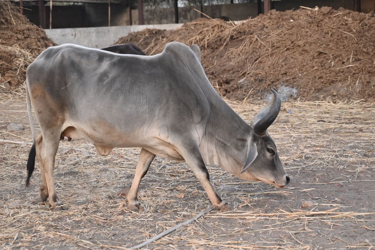 Kotyark Gaushala Darshan 5