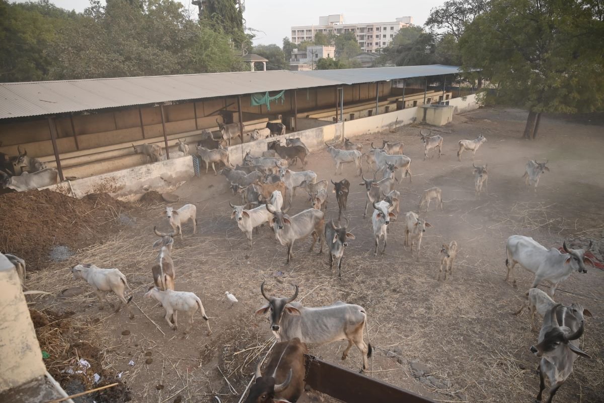 Kotyark Gaushala Darshan 7