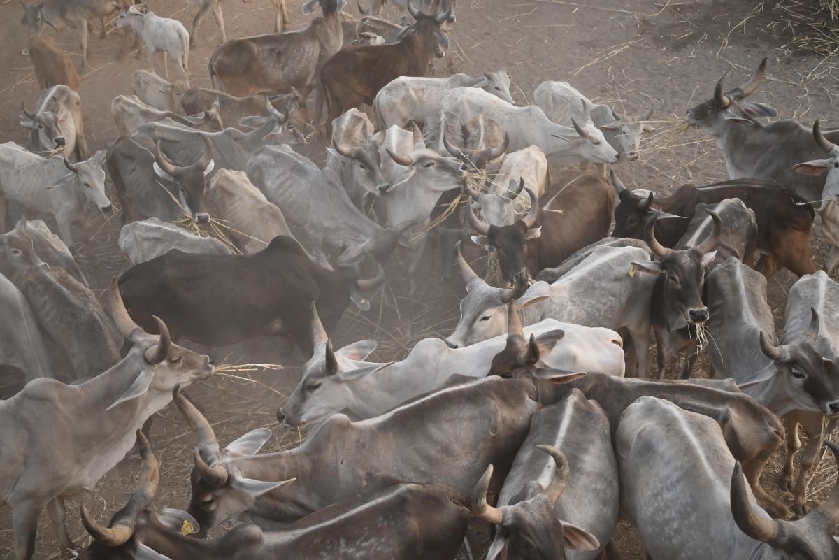 Kotyark Gaushala Darshan 11