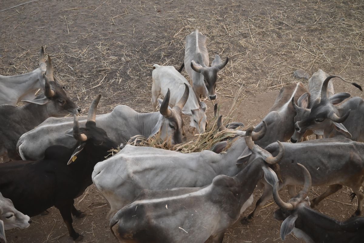 Kotyark Gaushala Darshan 12