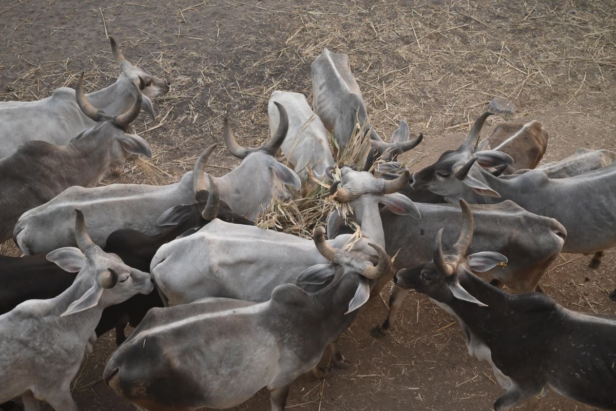 Kotyark Gaushala Darshan 13