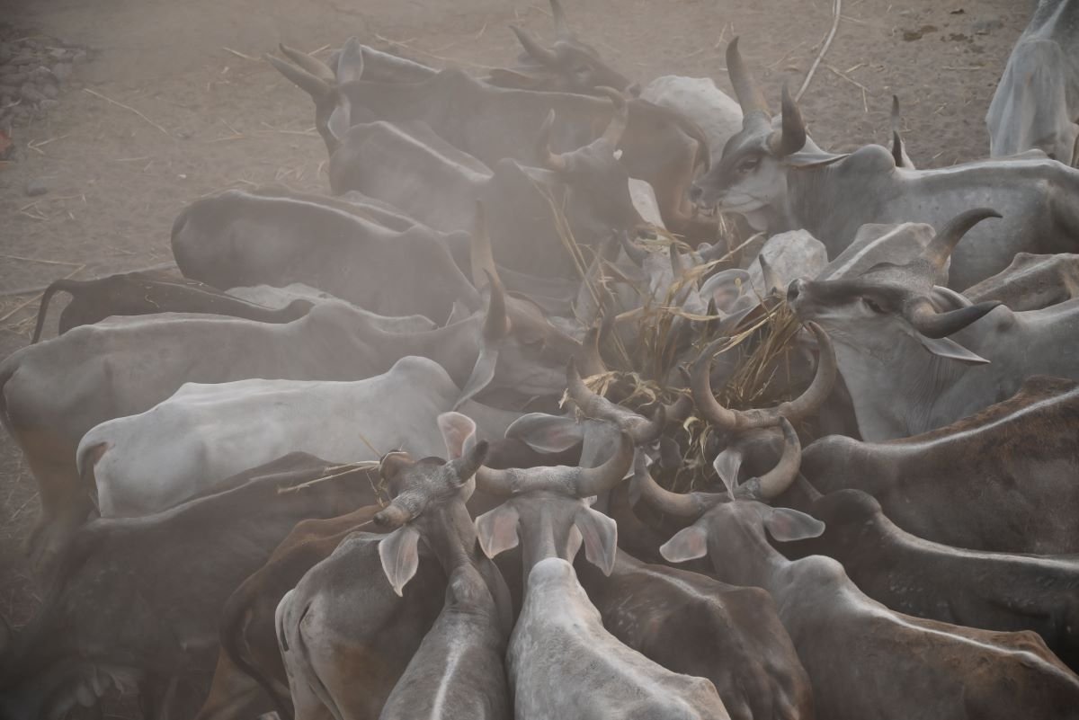 Kotyark Gaushala Darshan 16