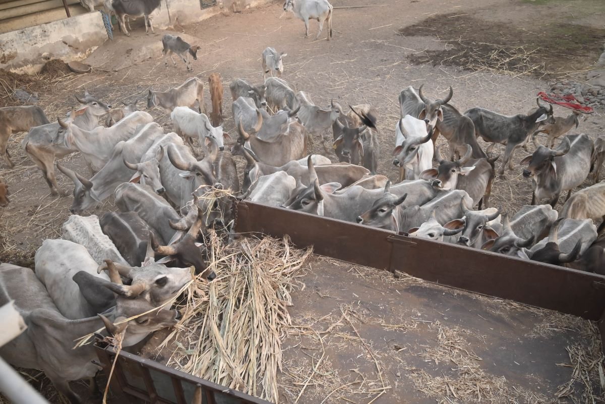 Kotyark Gaushala Darshan 20